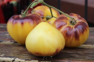 Сержант Пепперс жёлтый (Sgt. Peppers Yellow)