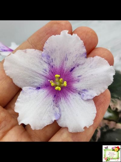 Dn-Love Time (Д. Денисенко) 2021 г.