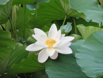 Лотос белый (Nelumbo nucifera) абсолю 1 г