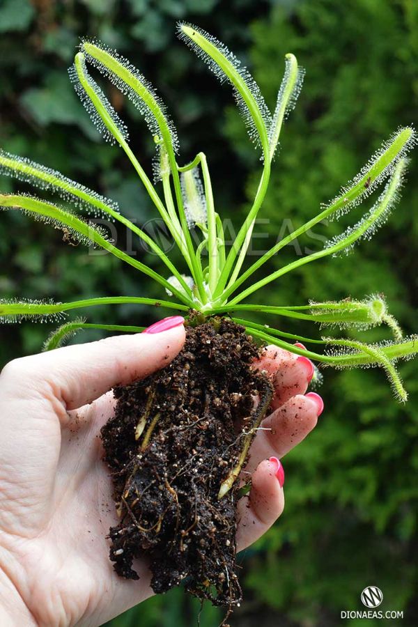 Росянка Дрозера Drosera - Уход и содержание, выращивание в домашних условиях