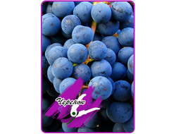 Марселан (укоренённый черенок)