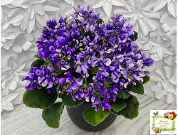 СК-Вьюнок (А.Кузнецов) (бастл-листва)