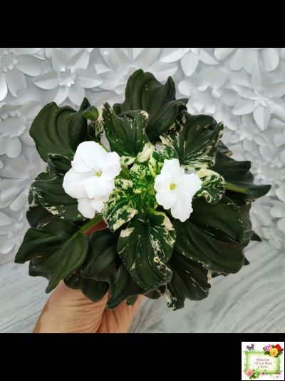 LV-Девятый Вал (Л. Шевелева) 2024 г. трейлер (пестролистный клакамас)