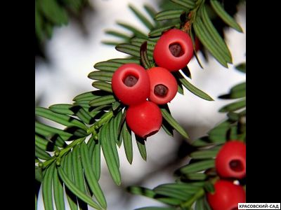 Тис Ягодный - Baccata