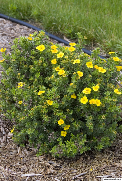 Лапчатка кустарниковая Кэтрин Дьюкс