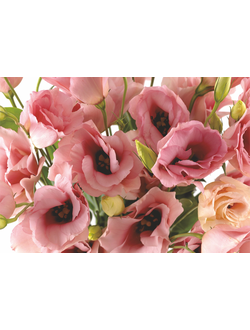 Фотообои Симфония "Первая любовь"