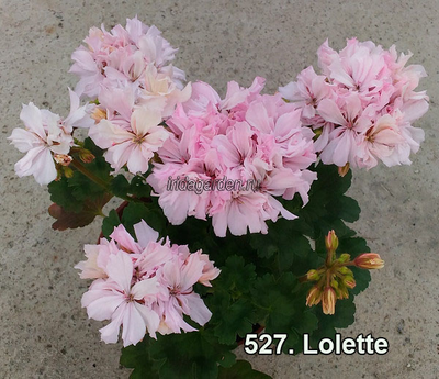 Пеларгония Lolette