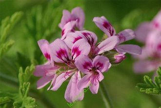 Гидролат Герань египетская Pelargonium graveolens (цветы+листья) 100 мл