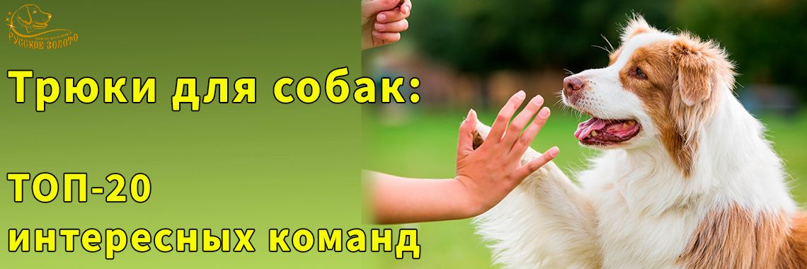 Статья - Трюки для собак