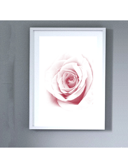 Постер «Раскрывающаяся роза». Коллекция «Цветы».