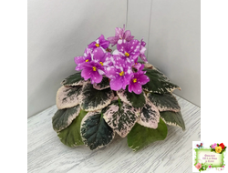 Rivermist Calypso (J. Baker) (10972) 04/13/2018