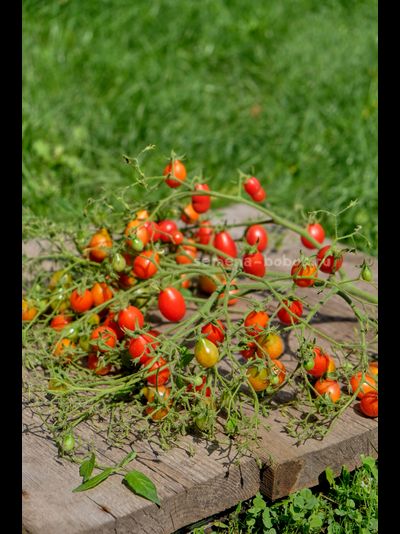 Томат Red Cluster Pear (Кисть Красных Груш), 10 шт