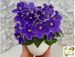 АВ-Контрольный Выстрел (Фиалковод) 2020 г. (пестролистный гёрл)