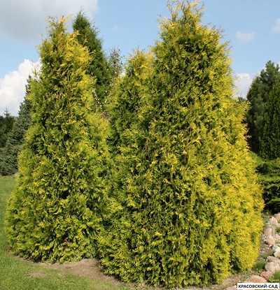 Туя Санкист - Sunkist