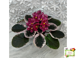 Rivermist Zeeva (J. Baker) 19/11/2021 г.