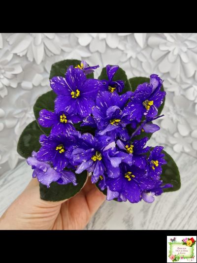 Н-Млечный Путь (Н. Бердникова)