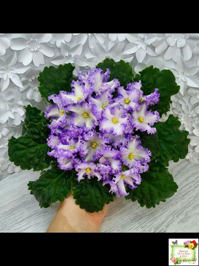 РМ-Франческа (Н. Скорнякова) 2019 г. (лист посажен 05.10.25)