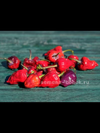 Перец острый Purple UFO, 10 шт