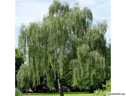 Береза бородавчатая - Betula pendula
