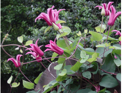 Клематис Princess Diana, C2