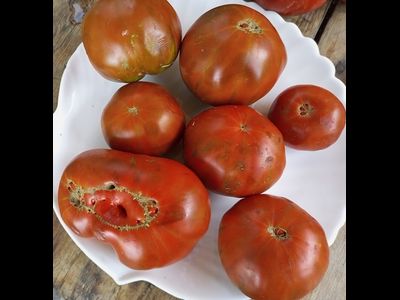 Томат Лавандовое озеро (Lavender Lake)