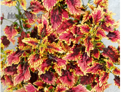 Колеус Caracas