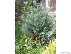 Можжевельник Моффат Блю - Moffat Blue