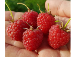 Малина   Новость Кузьмина