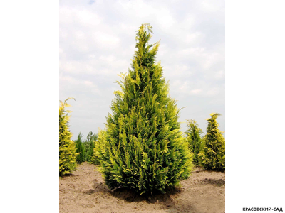Кипарисовик Лавсона Ивон - Chamaecyparis Lawsoniana Ivonne
