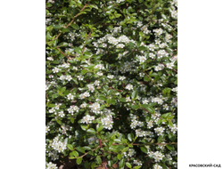 Кизильник Скогхолм - Skogholm