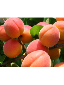 Абрикос Краснощекий (поздний) ОКС