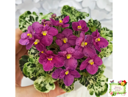 Mac's Pizzicato Paradise (G.McDonald) (лист укоренённый)