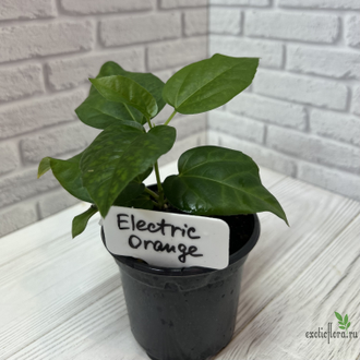 Гибискус  Electric orange