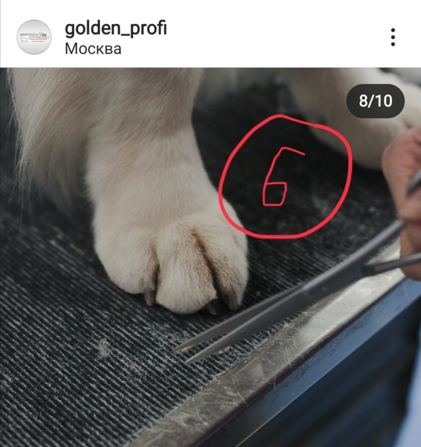 Стрижка передних лап - этап 6