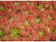 Геммы Drosera Nitidula x Pulchella