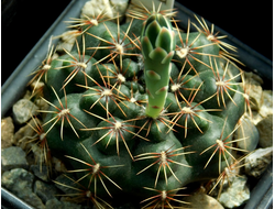 Gymnocalycium erolesii GN 1729 - 5 семян