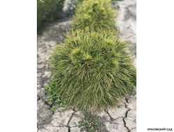 Сосна Глобоза Виридис - Globosa Viridis