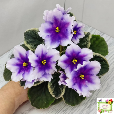 РС-Успех (С.Репкина) 2019 г.