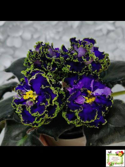 ЕК-Кудри Посейдона (Е.В. Коршунова) 2017 г. (лист посажен 01.11.25)