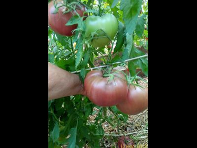 Томат Пурпурное сердце Рейнхарда (Reinhard's Purple Heart, Германия)