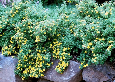 Лапчатка кустарниковая Gold Drop