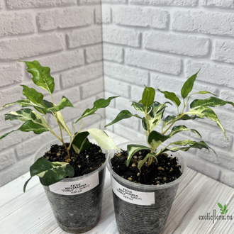 Ficus Benjamina ‘Curly’ / фикус Кёрли