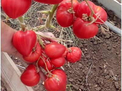 Томат Заилийский Алатау