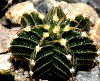 Gymnocalycium friedrichii v.moserianum VoS-014а (D=10-15mm) 9 ribs