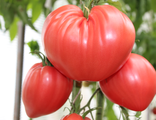 Красные и розовые сорта томатов