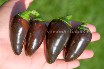 Перец острый Jalapeno Azabeche, 10 шт.
