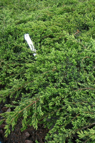 Можжевельник обыкновенный Repanda