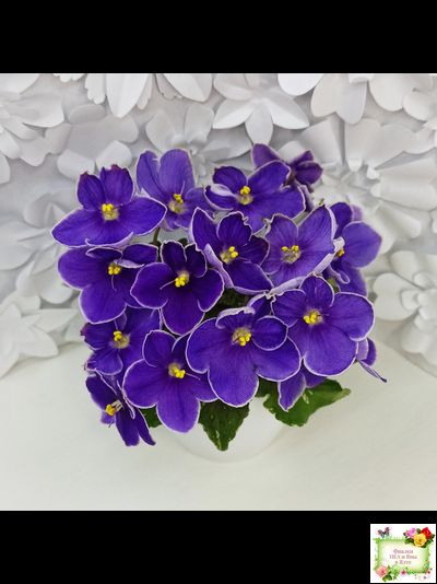 АВ-Контрольный Выстрел (Фиалковод) 2020 г. (пестролистный гёрл)