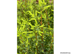Можжевельник обыкновенный Голд Кон - Gold Cone