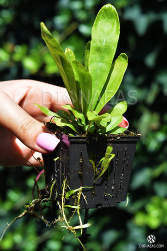 Пузырчатка - Utricularia longifolia